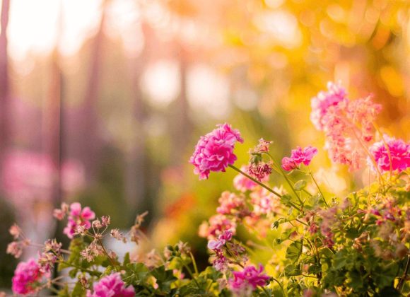 Opening A Flower Shop – Florist Tips